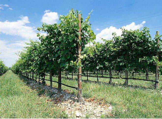 Europarlamento, emendamento sul mantenimento dei diritti di impianto vitivinicoli